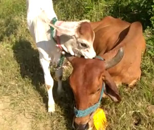 Calf with her Mother